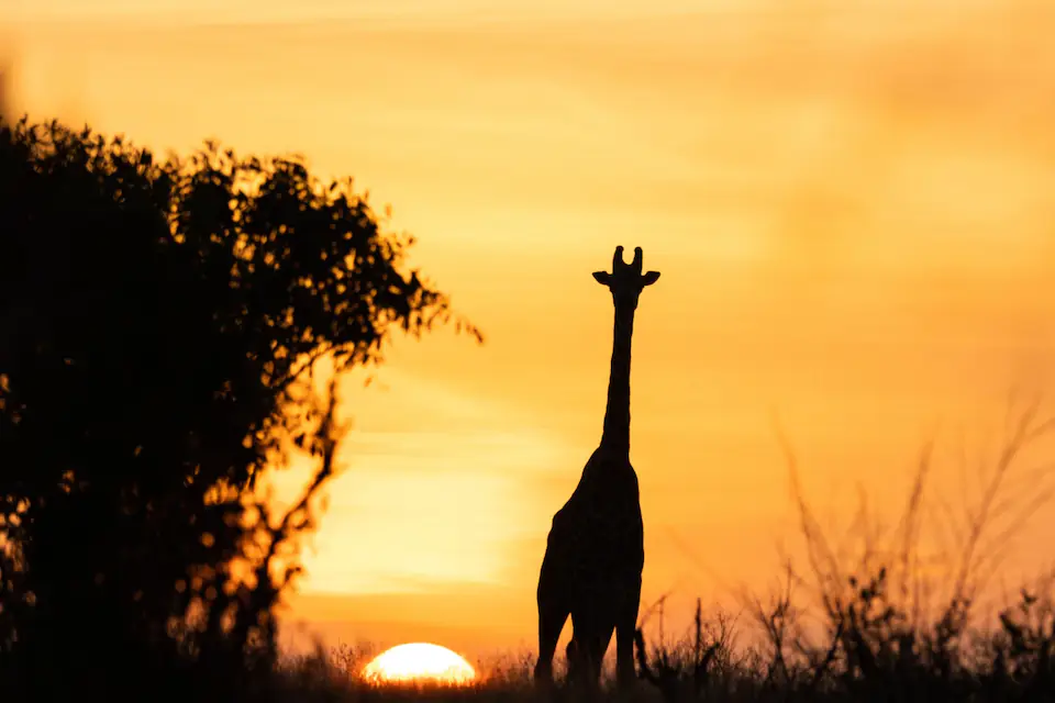 6 Days in the Heart of the Serengeti & Ngorongoro day 6 photo 2