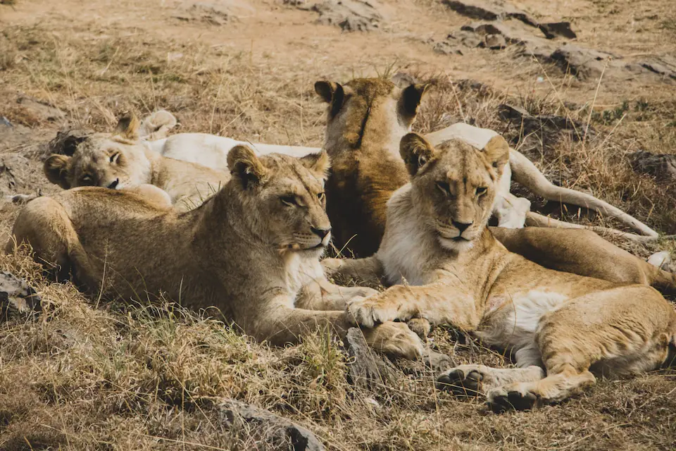 6 Days in the Heart of the Serengeti & Ngorongoro day 1 photo 2