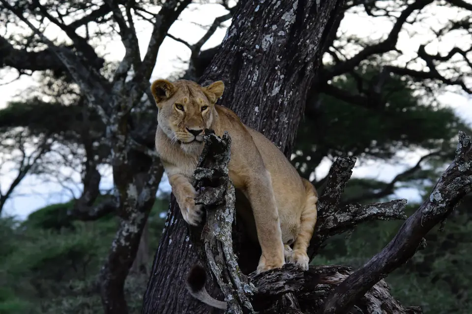 6 Days in the Heart of the Serengeti & Ngorongoro safari