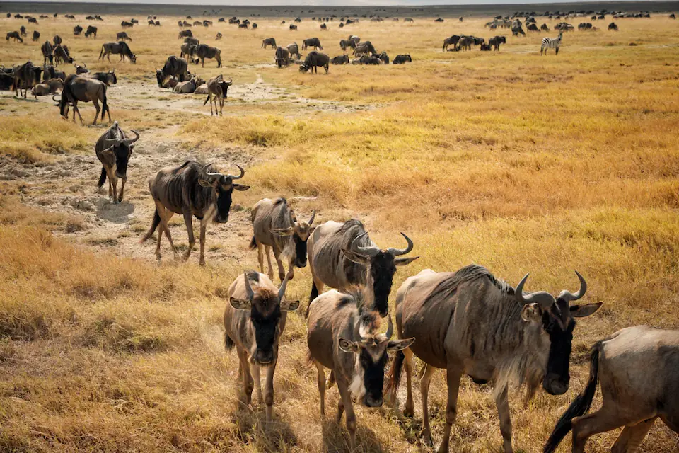 6 Days in the Heart of the Serengeti & Ngorongoro day 1 photo 3