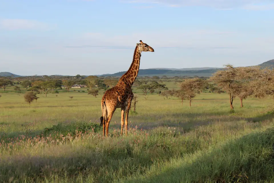 6 Days in the Heart of the Serengeti & Ngorongoro day 5 photo 1