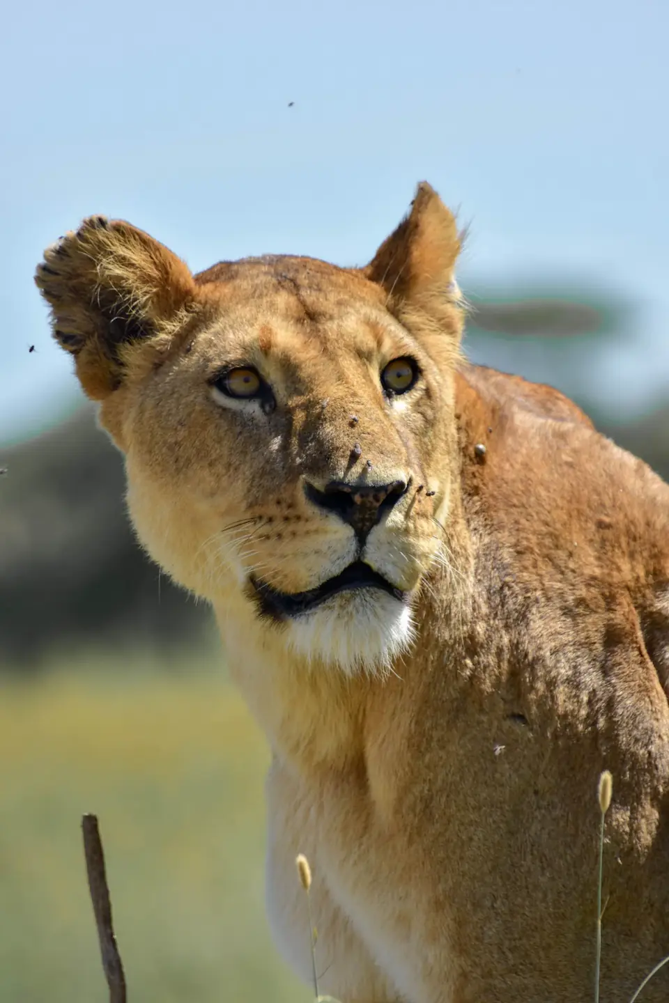 6 Days in the Heart of the Serengeti & Ngorongoro day 1 photo 1
