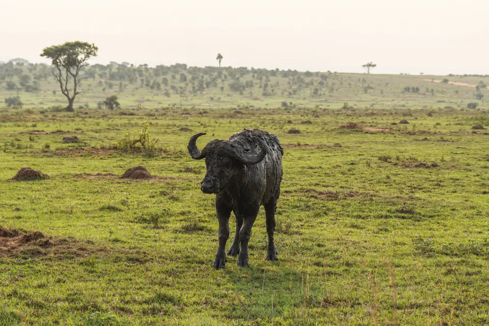 6 Days in the Heart of the Serengeti & Ngorongoro day 6 photo 3